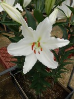 [5650 VZ W07 0363-02 Silentia No02.JPG]